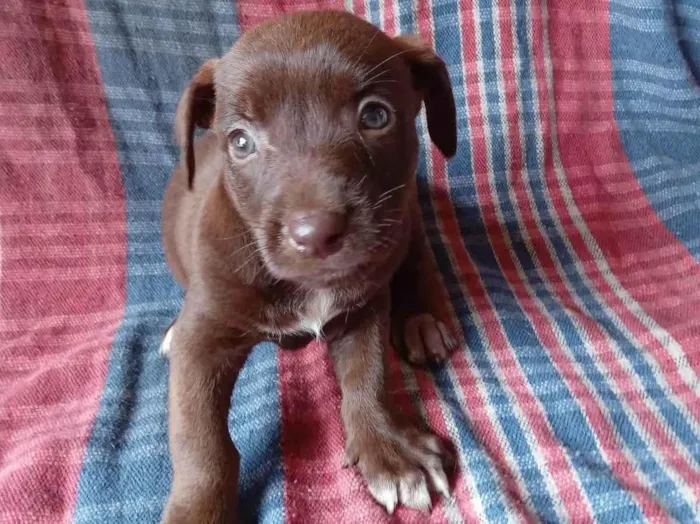 Cachorro ra a SRD-ViraLata idade 2 a 6 meses nome Familia