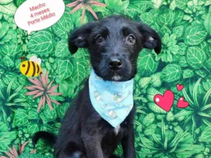 Cachorro raça  idade 2 a 6 meses nome Luke