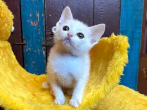 Gato raça Srd idade Abaixo de 2 meses nome Guto e Dado