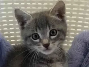 Gato raça Srd idade Abaixo de 2 meses nome Rubinho