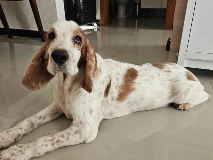 Cachorro ra a Cocker idade 2 anos nome Sem nome