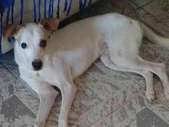 Cachorro ra a SRD-ViraLata idade  nome Pedrinho