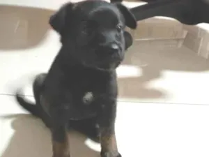 Cachorro raça SRD-ViraLata idade Abaixo de 2 meses nome Sem nome