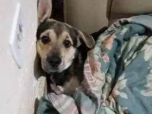 Cachorro raça ViraLata idade 4 anos nome Jack