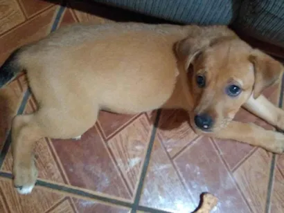 Cachorro raça Viralata  idade Abaixo de 2 meses nome Luna