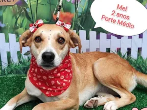 Cachorro raça SRD-ViraLata idade 2 anos nome Mel