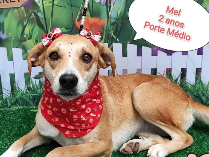 Cachorro ra a SRD-ViraLata idade 2 anos nome Mel