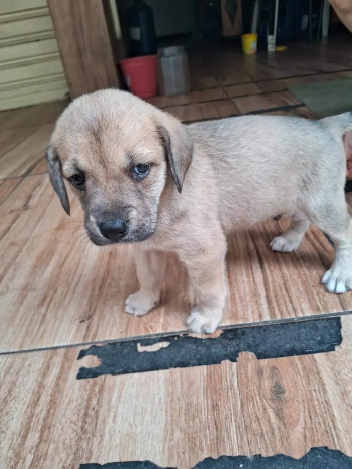 Cachorro ra a SRD-ViraLata idade 2 a 6 meses nome Kaleb