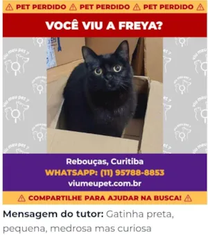 Gato raça  idade 1 ano nome GRATIFICA - Freya
