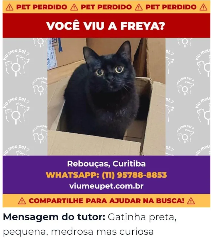 Gato ra a  idade 1 ano nome GRATIFICA - Freya