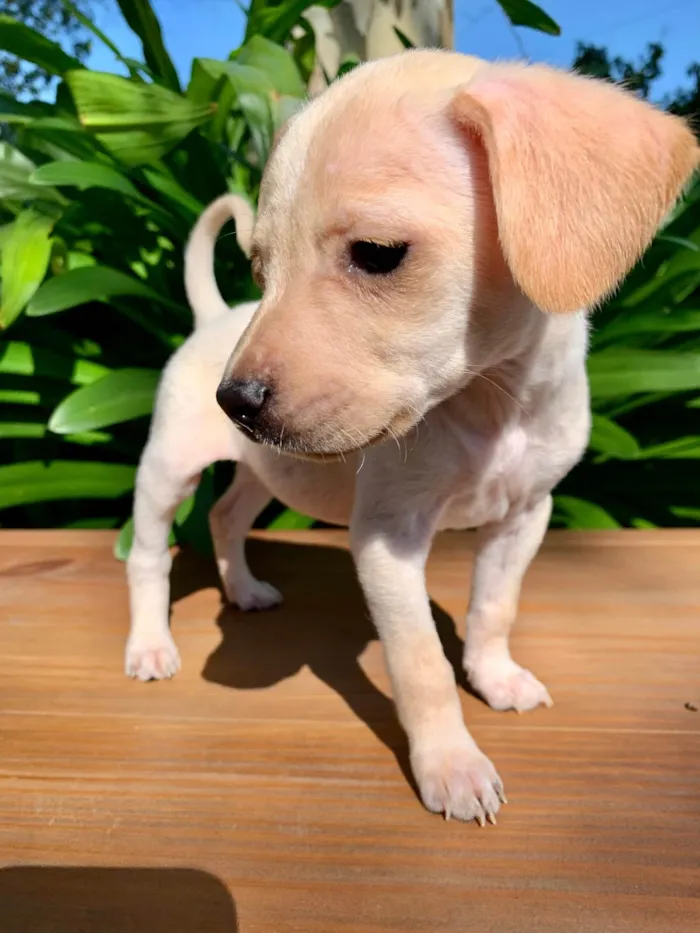 Cachorro ra a SRD-ViraLata idade Abaixo de 2 meses nome Pipoca 