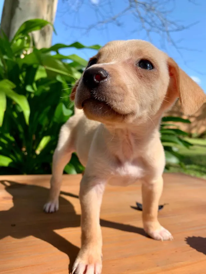 Cachorro ra a W idade Abaixo de 2 meses nome Mel