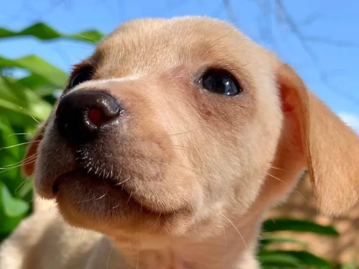 Cachorro ra a W idade Abaixo de 2 meses nome Mel