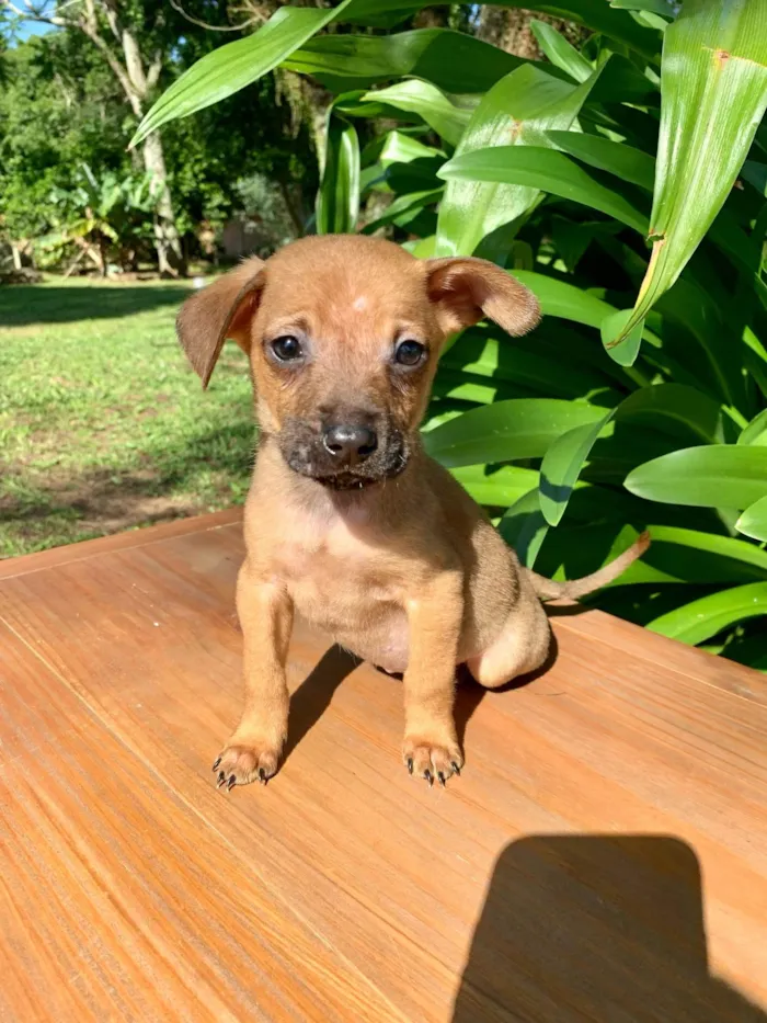 Cachorro ra a SRD-ViraLata idade Abaixo de 2 meses nome Biscoito 