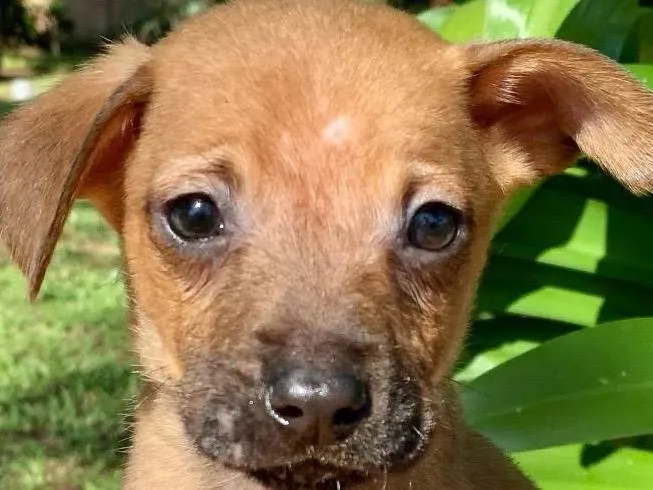 Cachorro ra a SRD-ViraLata idade Abaixo de 2 meses nome Biscoito 