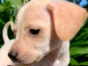 Cachorro raça SRD-ViraLata idade Abaixo de 2 meses nome Pipoca 