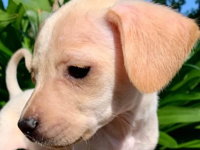 Cachorro ra a SRD-ViraLata idade Abaixo de 2 meses nome Pipoca 