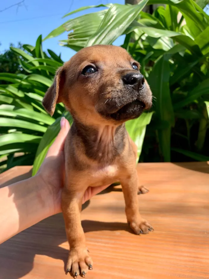 Cachorro ra a SRD-ViraLata idade Abaixo de 2 meses nome Cacau