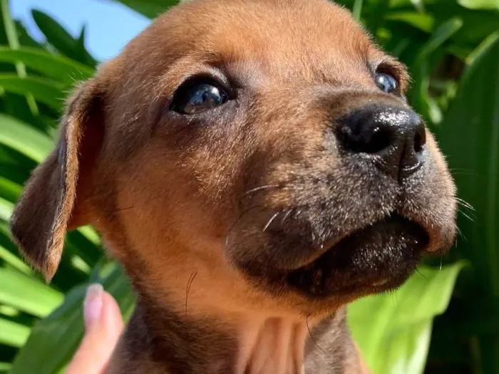 Cachorro ra a SRD-ViraLata idade Abaixo de 2 meses nome Cacau