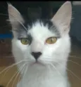 Safira