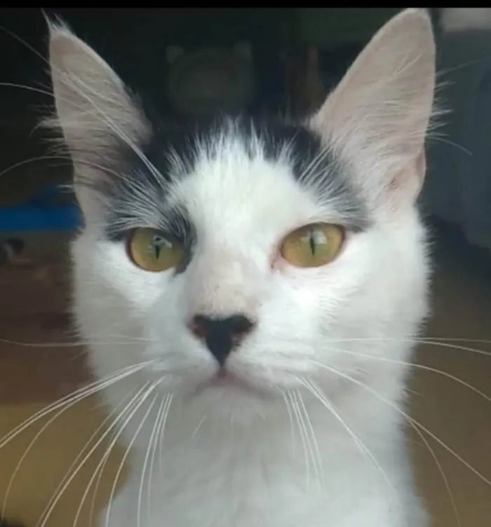 Gato ra a SRD idade 7 a 11 meses nome Safira