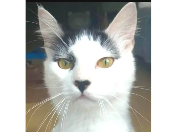 Gato ra a SRD idade 7 a 11 meses nome Safira