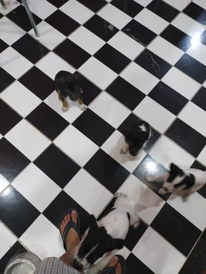 Cachorro ra a SRD-ViraLata idade 2 a 6 meses nome Café, coco, Oreo e leite