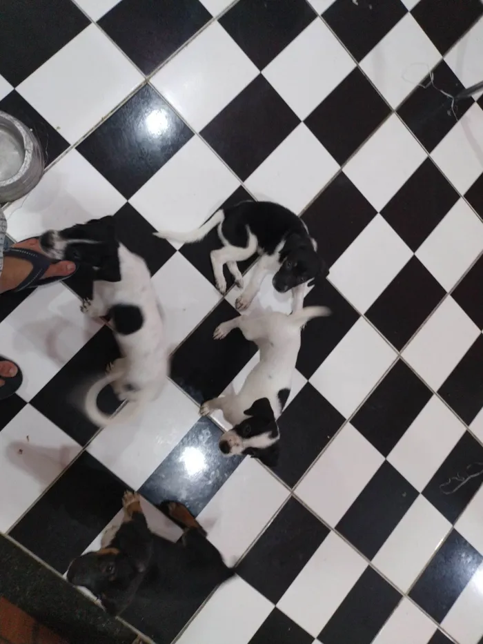 Cachorro ra a SRD-ViraLata idade 2 a 6 meses nome Café, coco, Oreo e leite