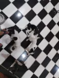 Café, coco, Oreo e leite