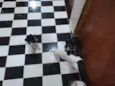 Café, coco, Oreo e leite