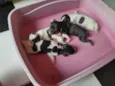 Café, coco, Oreo e leite
