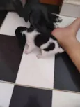 Café, coco, Oreo e leite