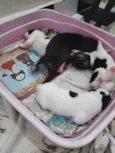 Café, coco, Oreo e leite