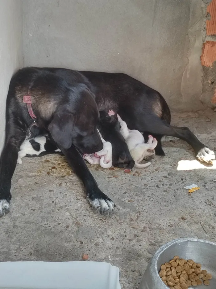 Cachorro ra a SRD-ViraLata idade 2 a 6 meses nome Café, coco, Oreo e leite