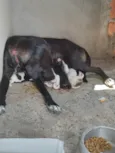 Café, coco, Oreo e leite