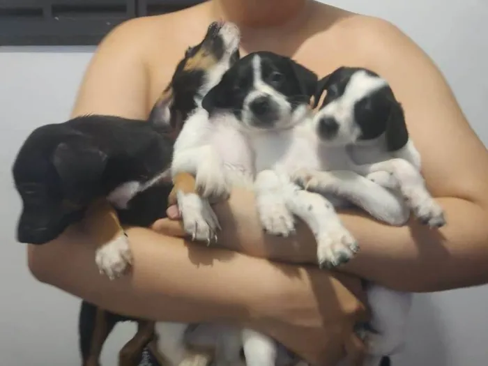 Cachorro ra a SRD-ViraLata idade 2 a 6 meses nome Café, coco, Oreo e leite