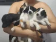 Café, coco, Oreo e leite