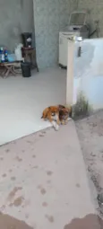 Amorosa e Florzinha