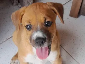 Cachorro raça SRD idade Abaixo de 2 meses nome Amorosa e Florzinha