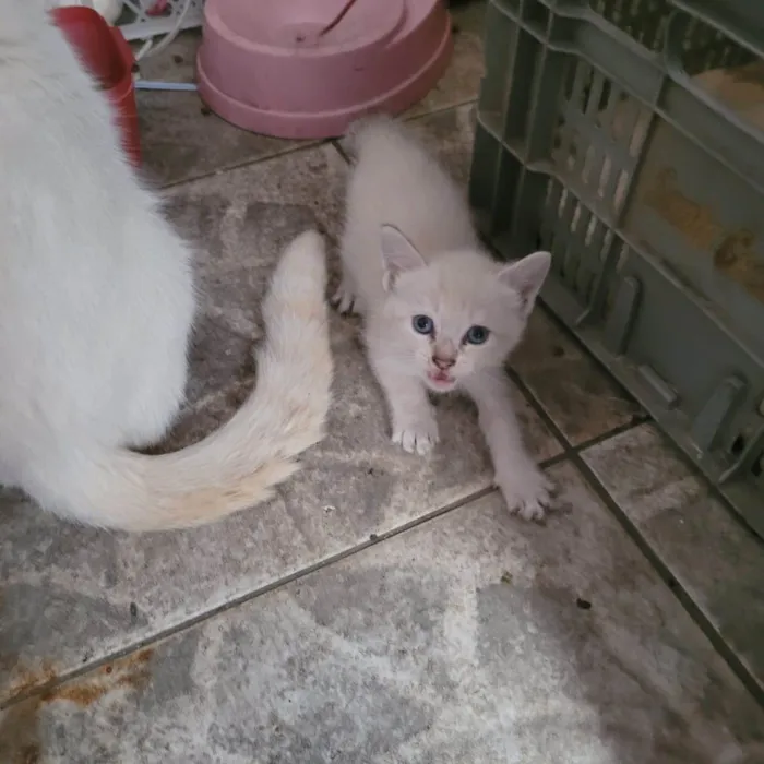 Gato ra a Siamês  idade 2 a 6 meses nome Não tem nomes 