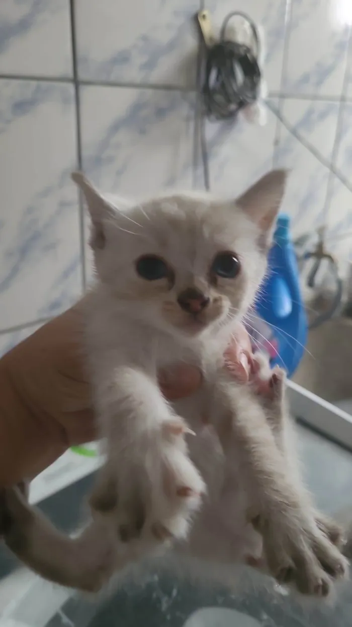 Gato ra a Siamês  idade 2 a 6 meses nome Não tem nomes 