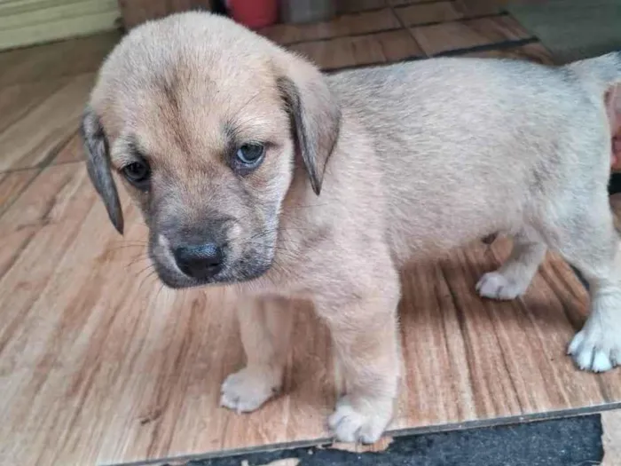 Cachorro ra a SRD-ViraLata idade 2 a 6 meses nome Kaleb