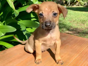 Cachorro raça SRD-ViraLata idade Abaixo de 2 meses nome Biscoito 