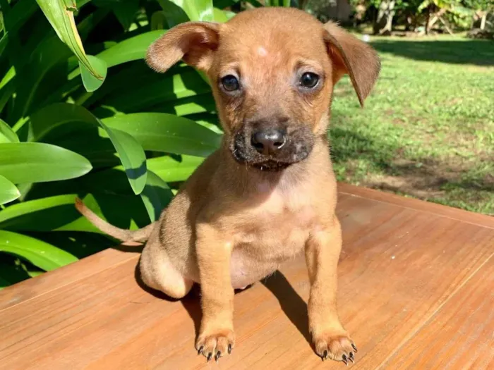 Cachorro ra a SRD-ViraLata idade Abaixo de 2 meses nome Biscoito 