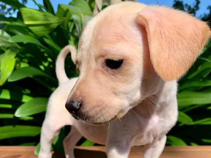 Cachorro ra a SRD-ViraLata idade Abaixo de 2 meses nome Pipoca 