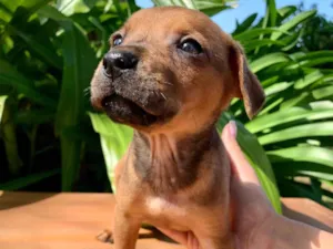 Cachorro raça SRD-ViraLata idade Abaixo de 2 meses nome Cacau