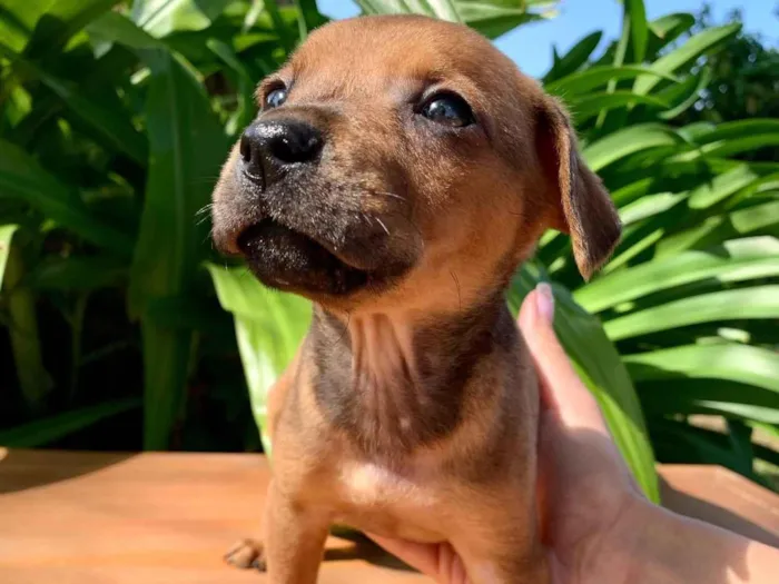 Cachorro ra a SRD-ViraLata idade Abaixo de 2 meses nome Cacau