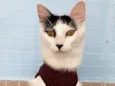 Safira