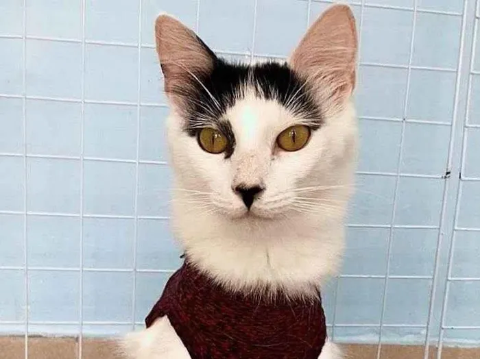 Gato ra a SRD idade 7 a 11 meses nome Safira