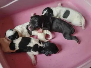 Cachorro raça SRD-ViraLata idade 2 a 6 meses nome Café, coco, Oreo e leite